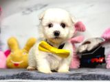 Mini Sevimli Maltese Güzel Yavrular