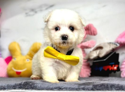 Mini Sevimli Maltese Güzel Yavrular