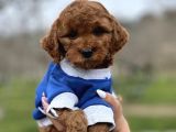 Orjinal Toy Poodle Yavrularımız