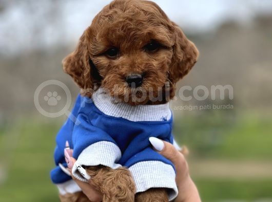 Orjinal Toy Poodle Yavrularımız görsel
