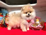 Ayıcık Surat Boo Pomeranian Yavrular