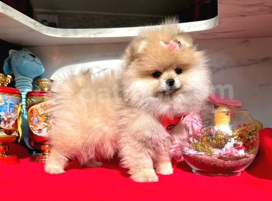 Ayıcık Surat Boo Pomeranian Yavrular görsel