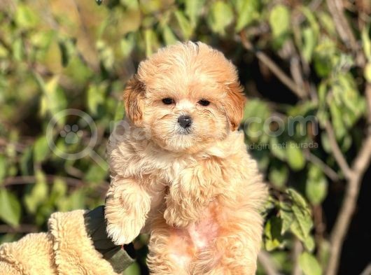 Mini Boy Ciftligimizden Maltipoo Bebekler