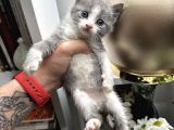 British shorthair bicolor yavru