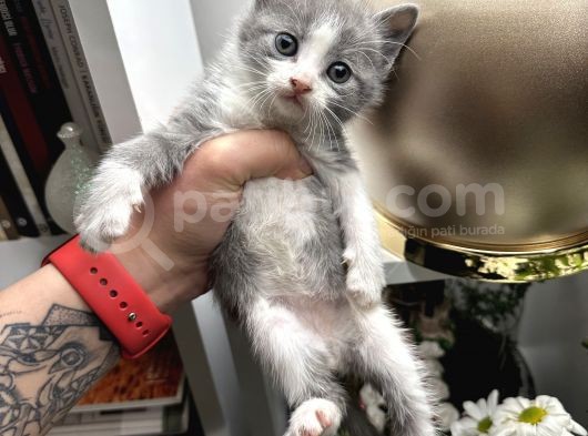 British Shorthair Bicolor Yavru