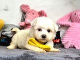 Mini Sevimli Maltese Güzel Yavrular