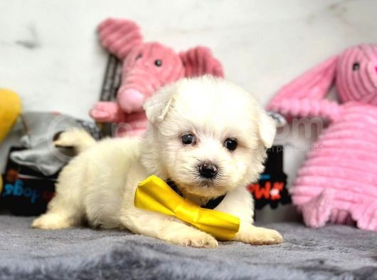 Mini Sevimli Maltese Güzel Yavrular görsel