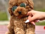 Toy Poodle Yavrumuz Mozi