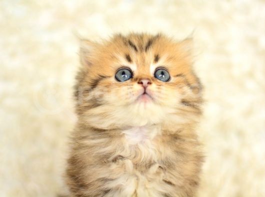 Show Kalite Golden Ny25 British Longhair görsel