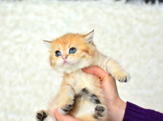 Şampiyonluk Güzelliğinde Ny11 Golden British Shorthair görsel