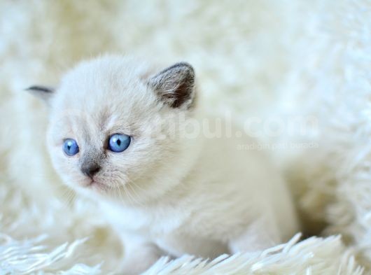 Muhteşem Blue Point British Shorthair Yavrumuz görsel