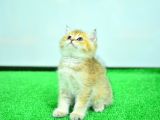 Şampiyon Soyundan Ny 11 Golden British Shorthair