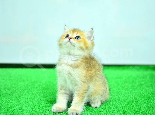 Şampiyon Soyundan Ny 11 Golden British Shorthair görsel