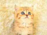 Asaleti Soyundan Gelen Golden British Shorthair Yavrularımız