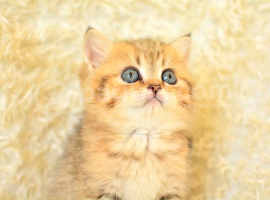 Asaleti Soyundan Gelen Golden British Shorthair Yavrularımız görsel