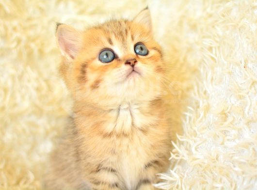 Asaleti Soyundan Gelen Golden British Shorthair Yavrularımız görsel