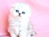 Biblo Gibi Silver Scottish Fold Longhair