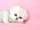 Biblo Gibi Silver Scottish Fold Longhair