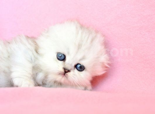 Biblo Gibi Silver Scottish Fold Longhair görsel