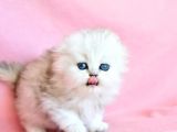 Biblo Gibi Silver Scottish Fold Longhair