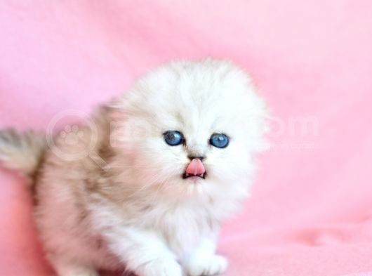 Biblo Gibi Silver Scottish Fold Longhair görsel