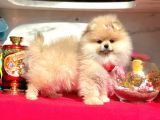 Ayıcık Surat Boo Pomeranian Yavrular
