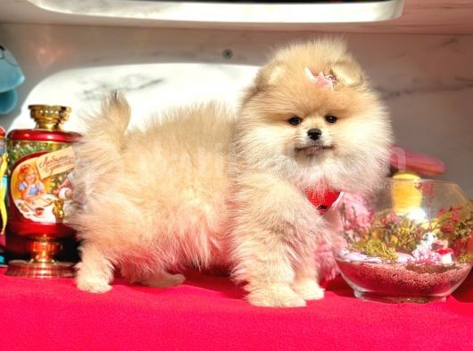 Ayıcık Surat Boo Pomeranian Yavrular görsel