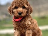 Orjinal toy Poodle yavrular