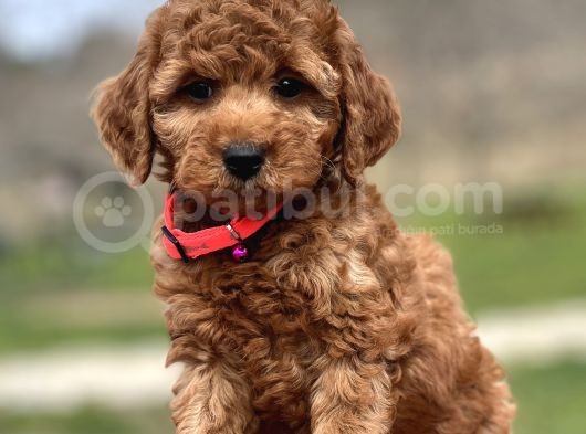 Orjinal Toy Poodle Yavrular