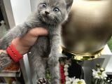 British Shorthair Dişi Erkek Yavrular