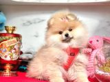 Ayıcık Surat Boo Pomeranian Yavrular