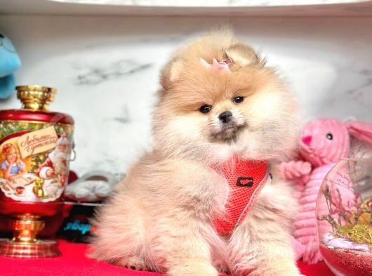 Ayıcık Surat Boo Pomeranian Yavrular görsel