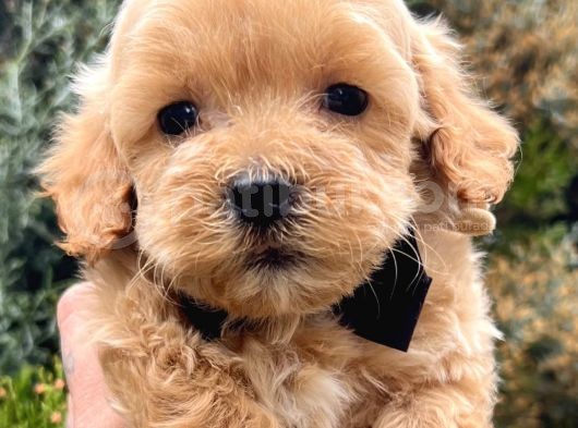 Babyface Maltipoo Yavrumuz görsel