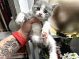 British Shorthair Bicolor Yavru