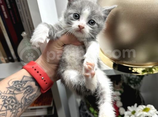 British Shorthair Bicolor Yavru görsel