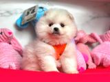 Pomeranian Boo Sevimli Mini boy Yavrular