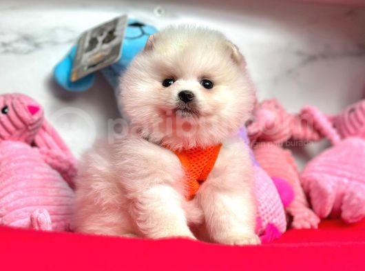 Pomeranian Boo Sevimli Mini Boy Yavrular
