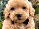 Babyface Maltipoo Yavrumuz