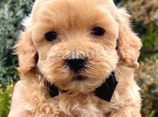 Babyface Maltipoo Yavrumuz görsel