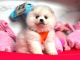 Pomeranian Boo Sevimli Mini Boy Yavrular