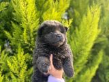 Mükemmel Kali̇tede Son Kizil Ve Blue Di̇şi̇ Chow Yavrular