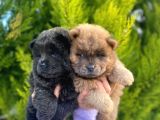 MÜKEMMEL KALİTEDE SON KIZIL VE BLUE DİŞİ CHOW YAVRULAR