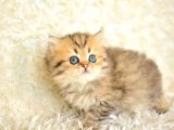 Show Kalite Golden Ny25 British Longhair