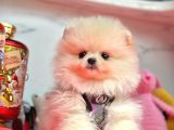 Safkan Pomeranian Boo Yavrularımız