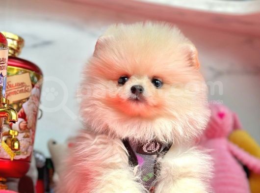 Safkan Pomeranian Boo Yavrularımız görsel