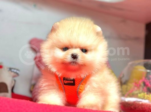 Safkan Pomeranian Boo Yavrularımız