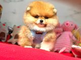 Safkan Pomeranian Boo Yavrularımız