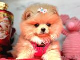 Safkan Pomeranian Boo Yavrularımız