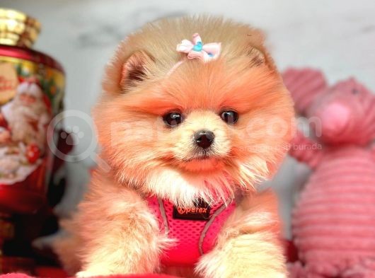 Safkan Pomeranian Boo Yavrularımız görsel
