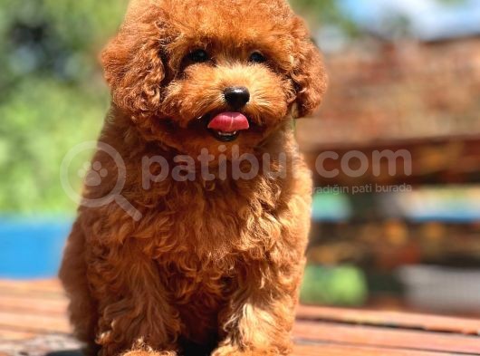 Muhteşem Güzellike Toy Poodle Bebeklerimiz görsel